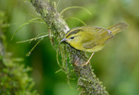 Choco Warbler (Basileuterus chlorophrys) photo