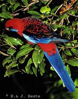 Crimson Rosella - Platycercus elegans