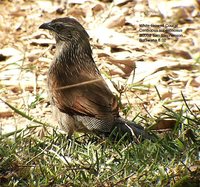 White-browed Coucal - Centropus superciliosus