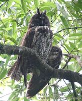 Stygian Owl - Asio stygius