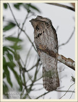 Northern Potoo - Nyctibius jamaicensis