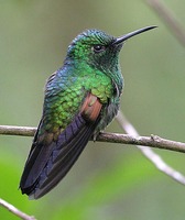 Stripe-tailed Hummingbird - Eupherusa eximia