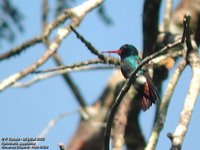 Rufous-throated Sapphire - Hylocharis sapphirina