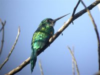 Green-tailed Jacamar - Galbula galbula