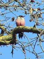 Lewis' Woodpecker - Melanerpes lewis