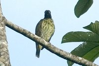 Bare-throated Bellbird - Procnias nudicollis