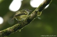 Yellow-margined Flycatcher - Tolmomyias assimilis