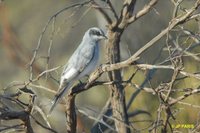 Black-faced Cuckoo-shrike - Coracina novaehollandiae