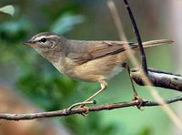 Dusky Warbler - Phylloscopus fuscatus