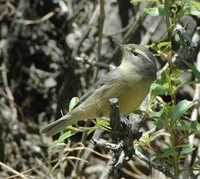 Sulphur-bellied Warbler - Phylloscopus griseolus