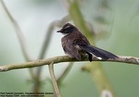 Pied Fantail - Rhipidura javanica