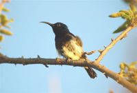 Souimanga Sunbird - Cinnyris souimanga