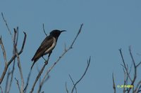 Black Honeyeater - Certhionyx niger