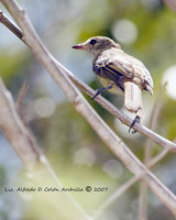 Black-whiskered Vireo - Vireo altiloquus