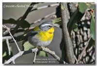 Crescent-chested Parula - Parula superciliosa