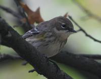 Yellow-rumped Warbler - Dendroica coronata