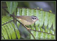 Three-striped Warbler - Basileuterus tristriatus