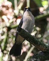 Black-goggled Tanager - Trichothraupis melanops