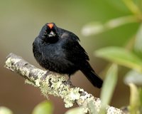 Ruby-crowned Tanager - Tachyphonus coronatus