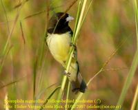 Yellow-bellied Seedeater - Sporophila nigricollis