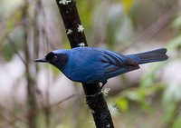 Masked Flowerpiercer - Diglossopis cyanea