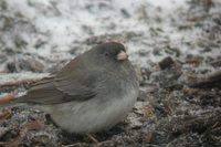 Dark-eyed Junco - Junco hyemalis