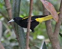 Yellow-winged Cacique - Cacicus melanicterus