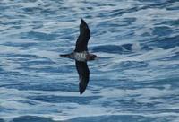 Aberrantly plumaged Petrel