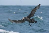 Northern Giant Petrel (Macronectus halli)