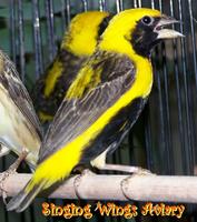 Yellow Bishop Weaver