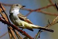 Ash-throated Flycatcher