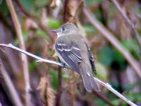 Alder Flycatcher on Roan Mountain (6-1-02)-1.jpg