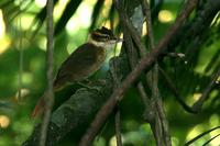 White-collared  foliage-gleaner   -   Anabazenops  fuscus   -