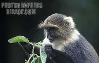 Sykes monkey , Cercopithecus albogularis , Mount Kenya National Park , Kenya stock photo