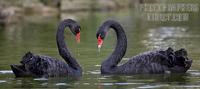 ...Australian Black Swans forming a heart shape with their necks , Marwell Zoo , Hampshire , Englan
