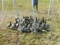 Adult     Brent geese and their chicks. The families are very close and stay together