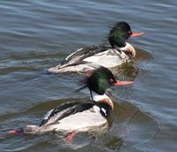 Red- Breasted Mergansers (Mergus serrator)