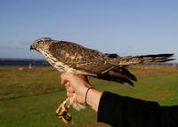 Goshawk (Accipiter gentilis)