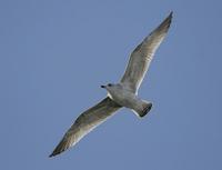 Herring Gull (Larus argentatus)