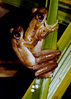 : Afrixalus fornasini; Fornasini's Spiny Reed Frog