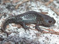 : Ambystoma talpoideum; Mole Salamander