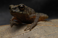 : Ansonia fuliginea