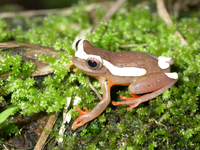 : Dendropsophus bifurcus