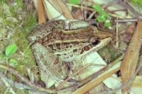 : Leptodactylus ocellatus; Criolla Frog