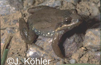 : Leptodactylus podicipinus