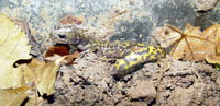 : Paradactylodon persicus