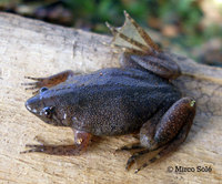 : Pipa carvalhoi; Carvalho's Surinam Toad