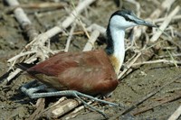 : Actophilornis africanus; African Jacana