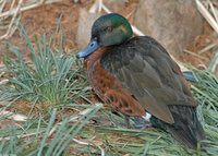 : Anas castanea; Chestnut Teal