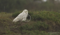 : Bubo scandiacus; Snowy Owl